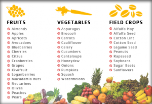 foods-pollinated-by-bees
